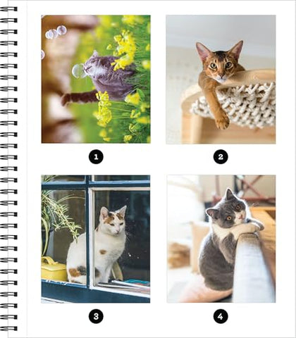 Image of Brain Games - Sticker by Number: All You Need is Cats (27 Images to Sticker)