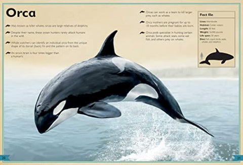 Image of The Magnificent Book of Ocean Creatures