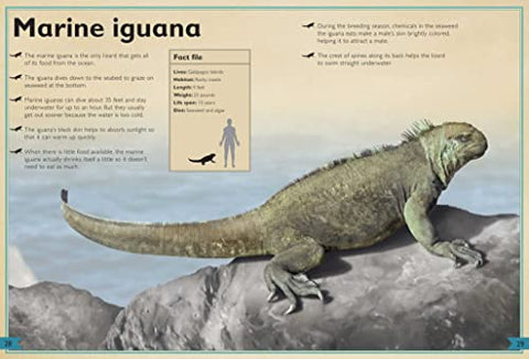 Image of The Magnificent Book of Ocean Creatures