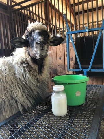 Image of The Guide to Homestead Dairy Sheep