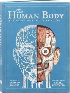 The Human Body