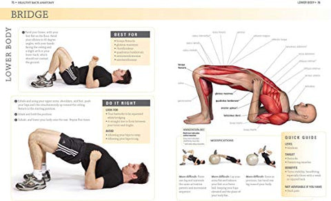 Image of Healthy Back Anatomy (Anatomies of)