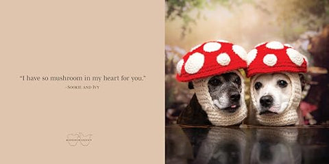 Image of SOOKIE AND IVY FRIENDS FOREVER! (FOX CHAPEL PUBLISHING) BEAUTIFUL GIFT BOOK FEATURING CUTE PHOTOS OF DOGS IN HATS, WITH UPLIFTING AND FUNNY QUOTES ABOUT THE JOY OF FRIENDSHIP