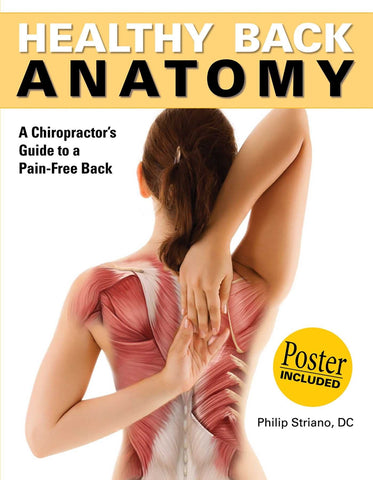 Image of Healthy Back Anatomy (Anatomies of)